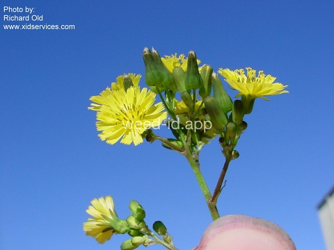 hawksbeard, Asiatic